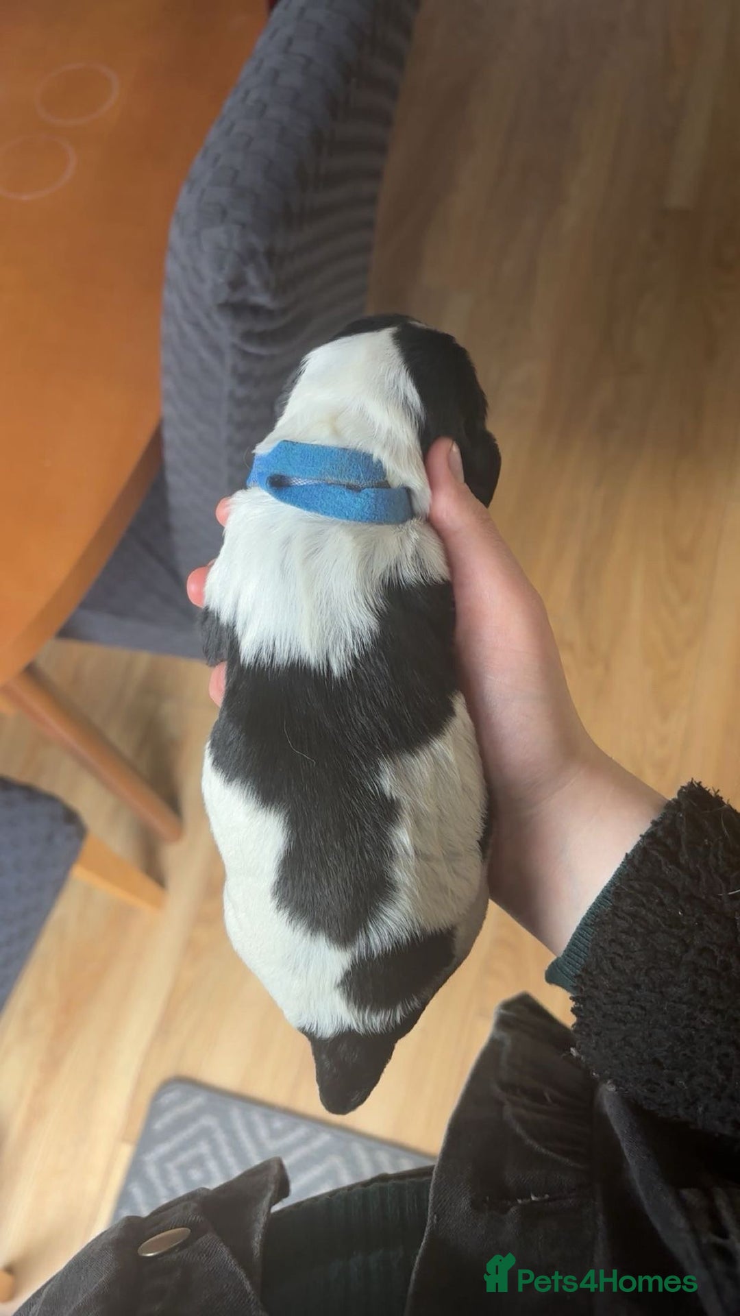 Sprocker dogs for sale:  sprocker spaniel pups for sale!  - Advert 6