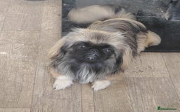 Pekingese dogs for sale: Sleeve Pekingese  - Advert 7