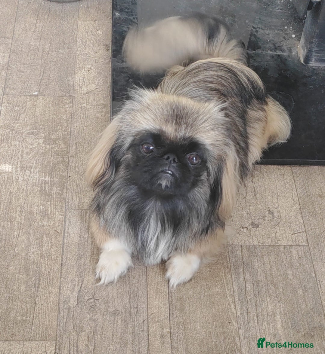 Pekingese dogs for sale: Sleeve Pekingese  - Advert 7