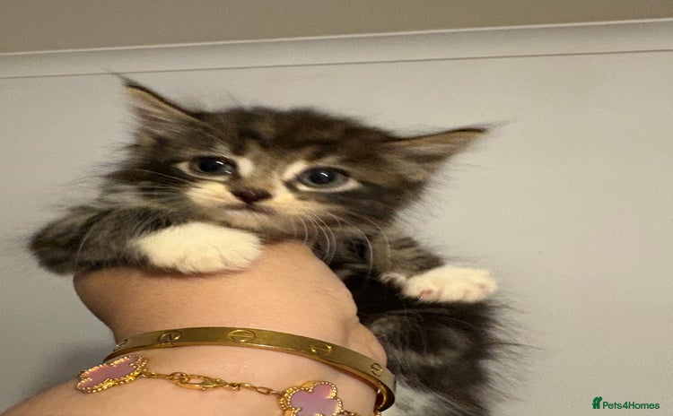 Domestic Shorthair cats - Advert 1