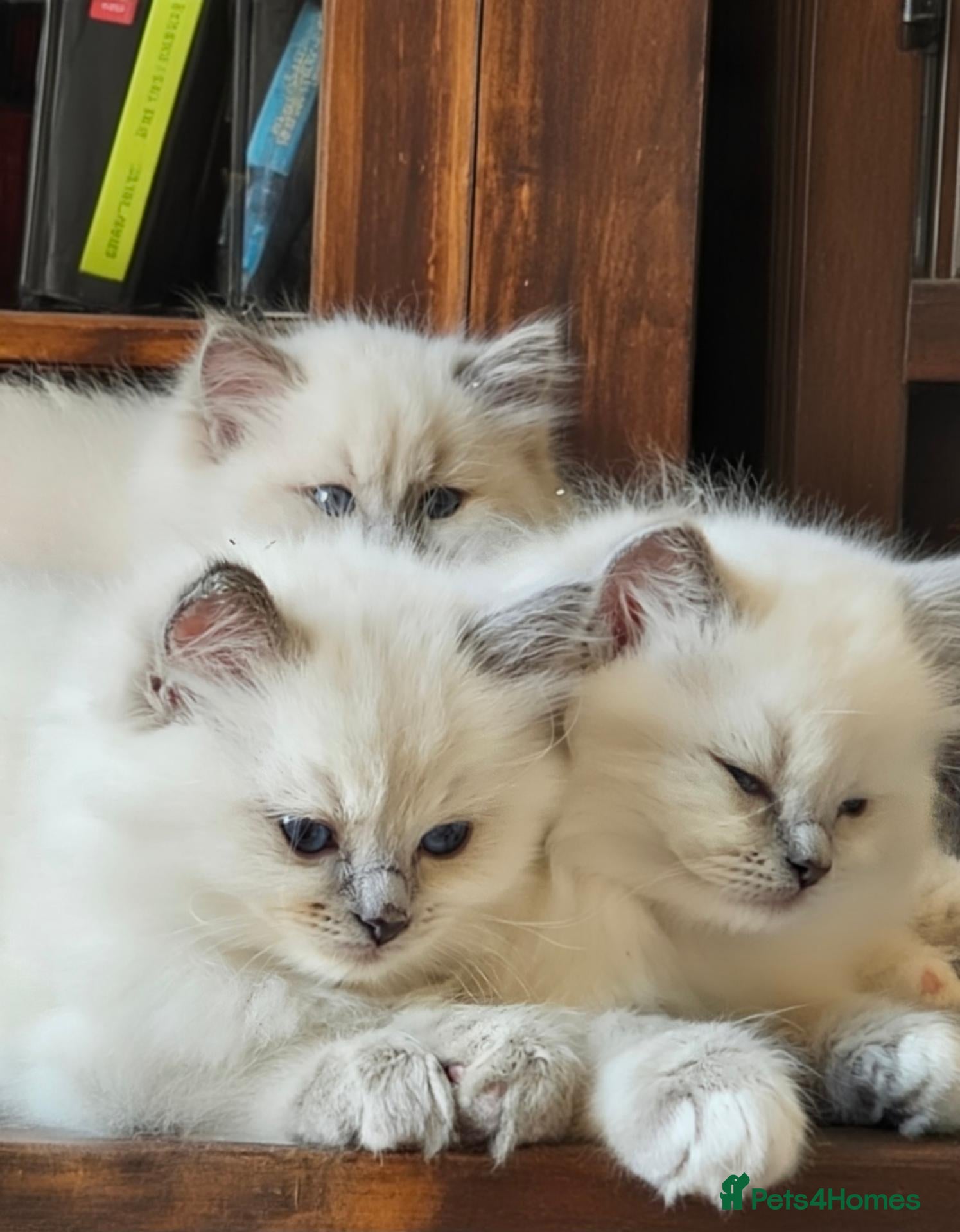 Ragdoll cats Beautiful Ragdolls Looking For Their Forever Home - Advert 15