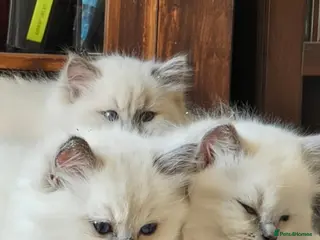 Ragdoll cats Beautiful Ragdolls Looking For Their Forever Home - Advert 1
