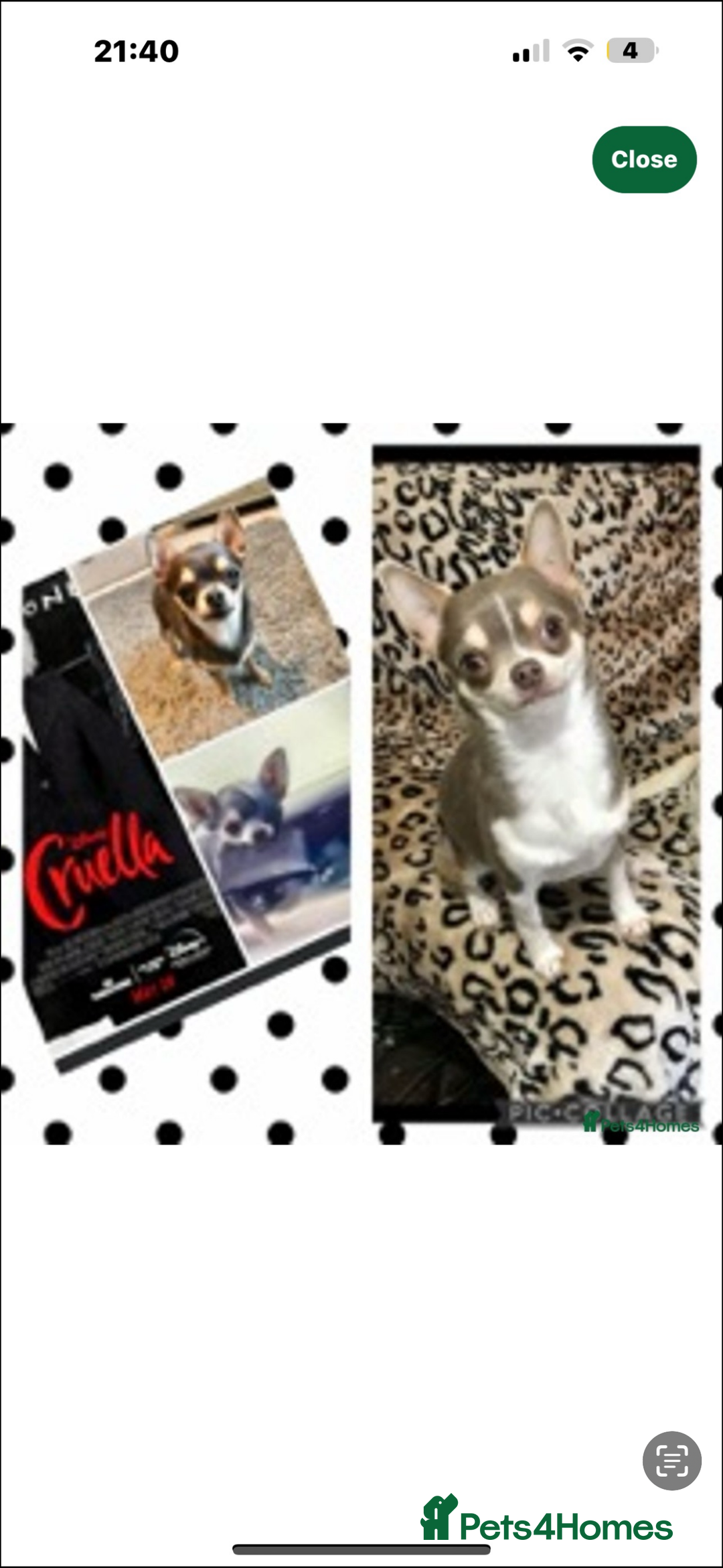 Chihuahua dogs for sale:  ❤️ K.C Registered Fluffy chocolate baby’s 🥰 - Image 19