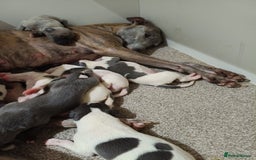 Whippet dogs for sale: Beautiful litter of Whippets - Image 3