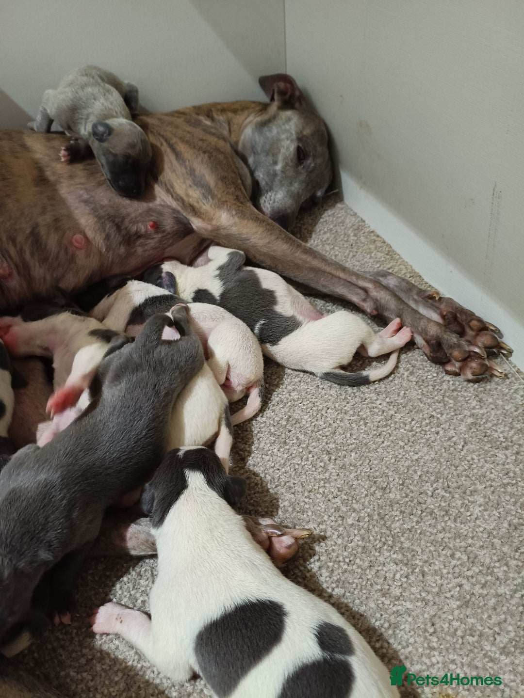 Whippet dogs for sale: Beautiful litter of Whippets - Image 3