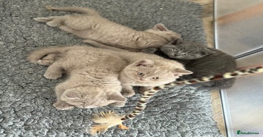 British Shorthair cats - Advert 6