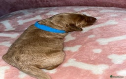 Cockapoo dogs for sale: 🌸3 gorgeous chunky Cockapoo puppy’s 🌸 - Image 13