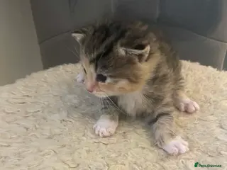 Bengal cats Part bengal kittens - Advert 10