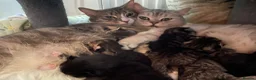 Mixed Breed cats for sale: Shorthair x Siberian  - Advert 1