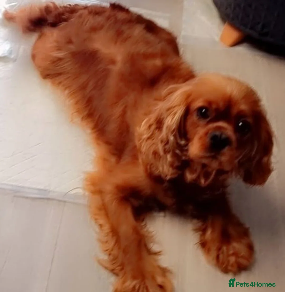 Cavapoo dogs for sale: Cavapoo - Advert 22