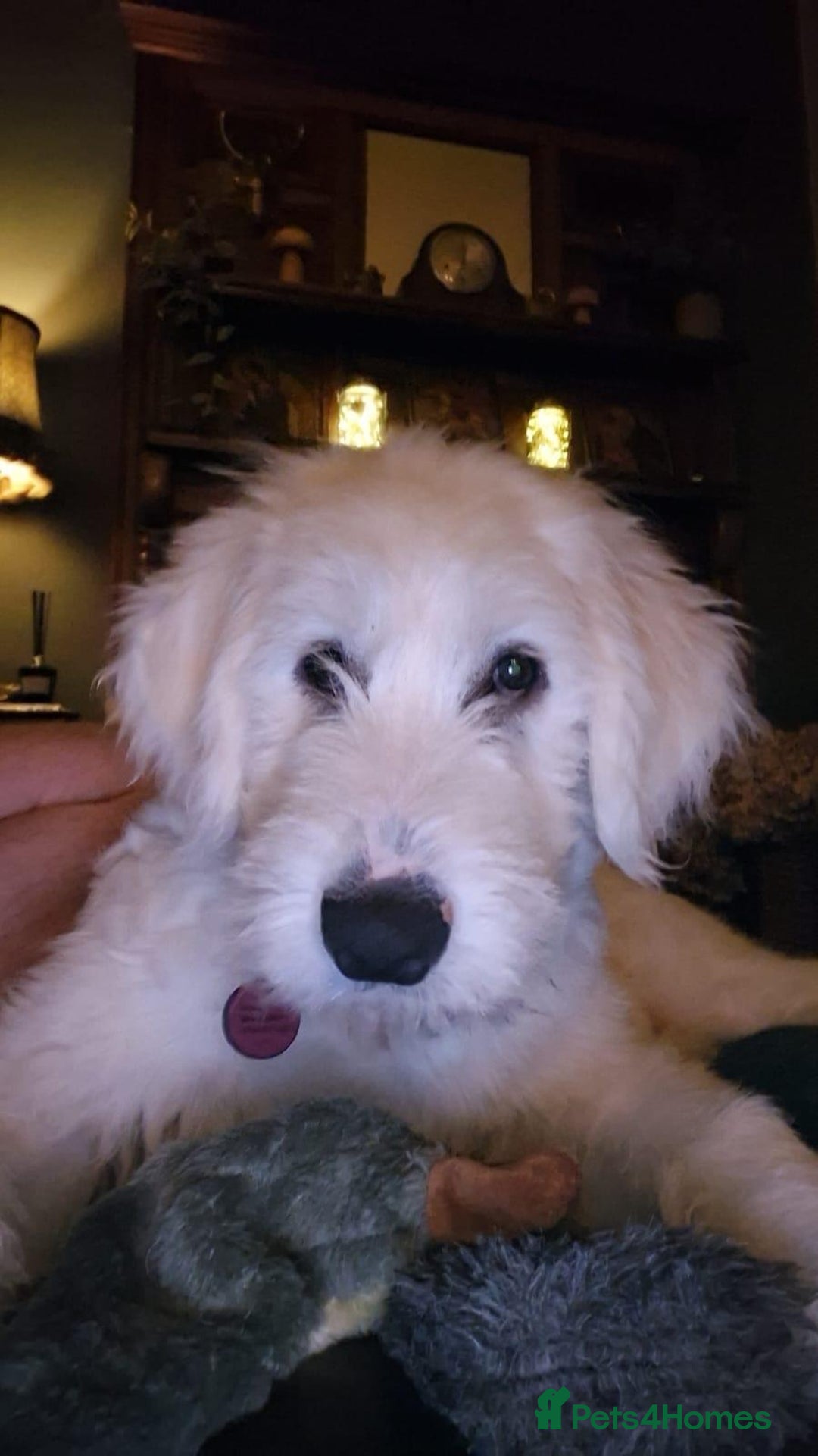 Mixed Breed dogs for adoption: Meet JOJO - a superb big girl, for a Loving Home - Image 30