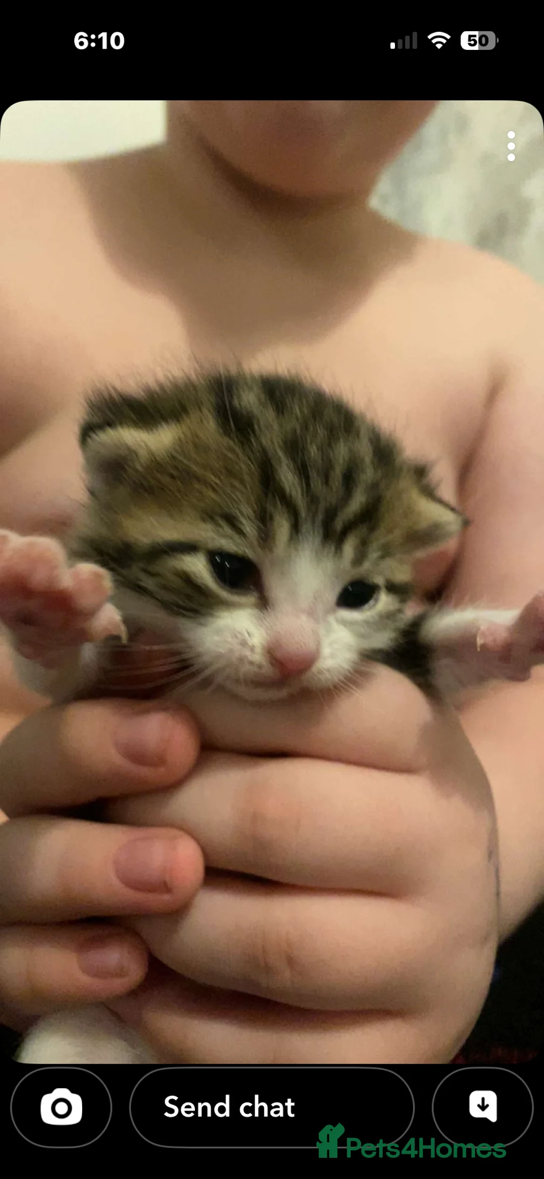 Mixed Breed cats for sale: Calico mixed girl tabby cat  - Advert 2