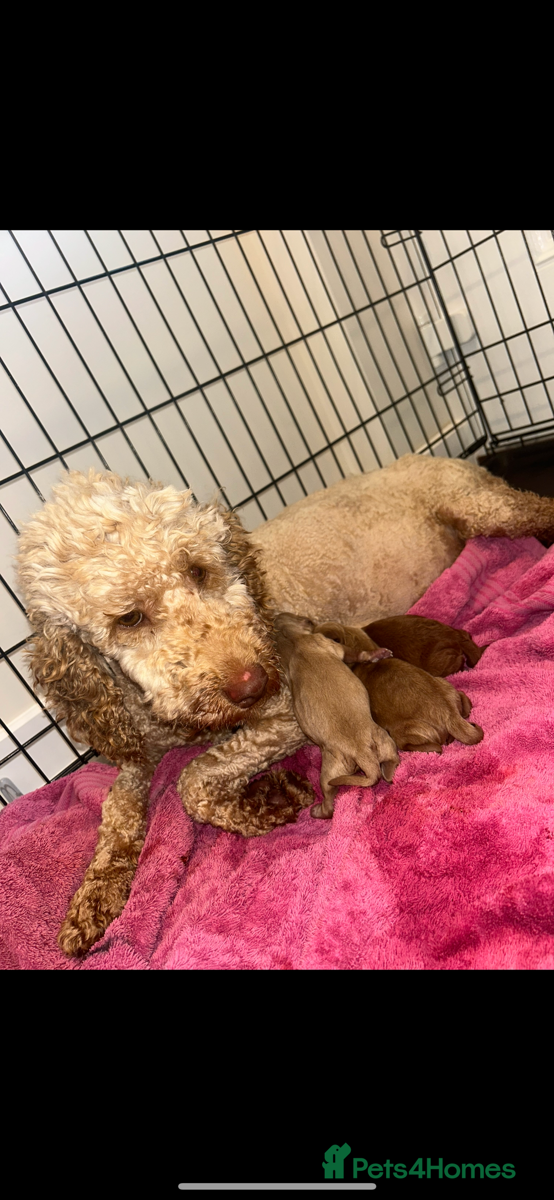 Cockapoo dogs for sale: F2 red Cockapoo puppies  - Image 9