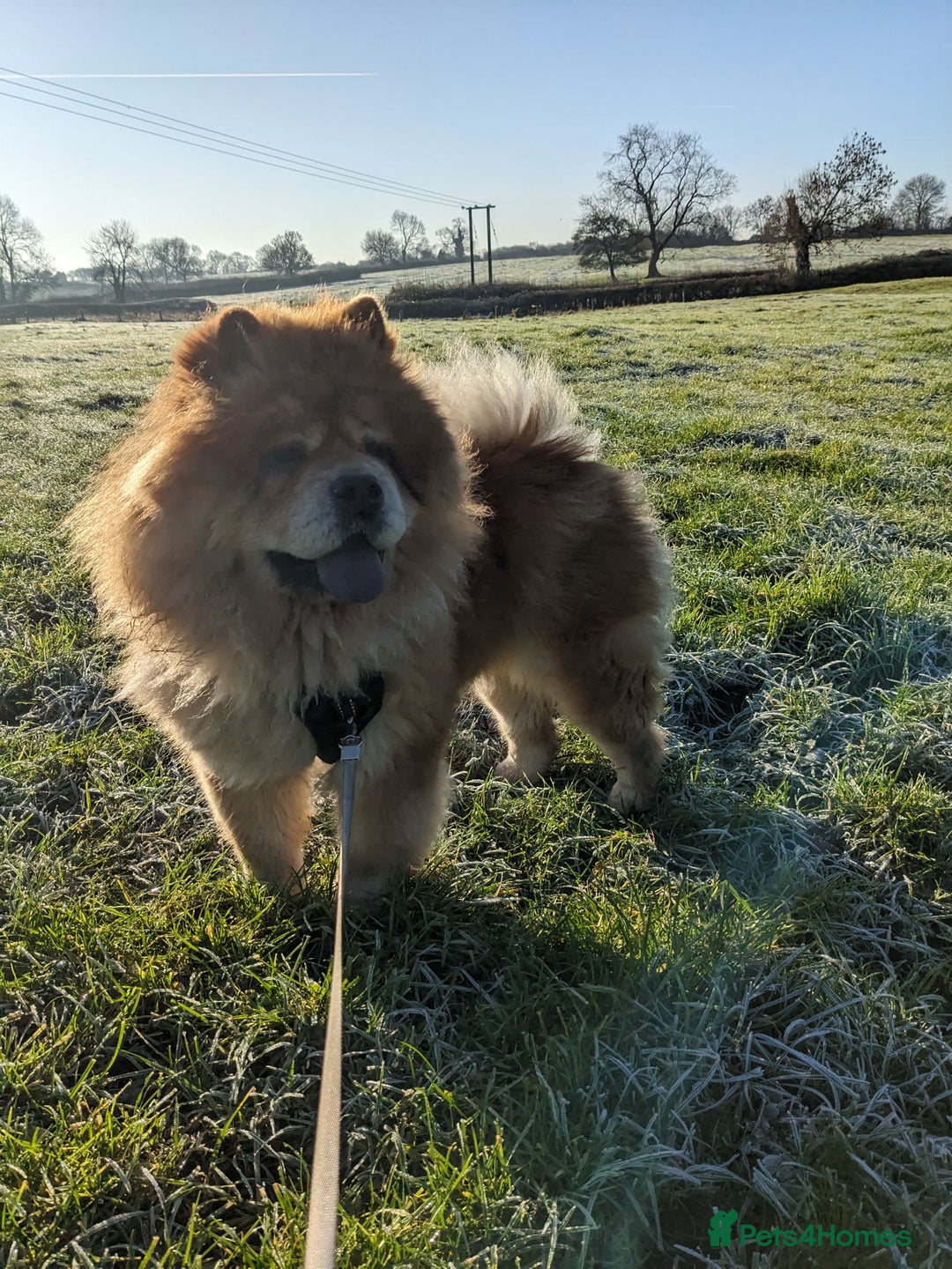 Chow Chow dogs for sale: 5 year old Female Chow Chow for Rehoming - Advert 6