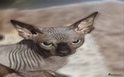 Sphynx cats for sale: Adult Canadian Sphynx for sale and Stud males  - Image 10