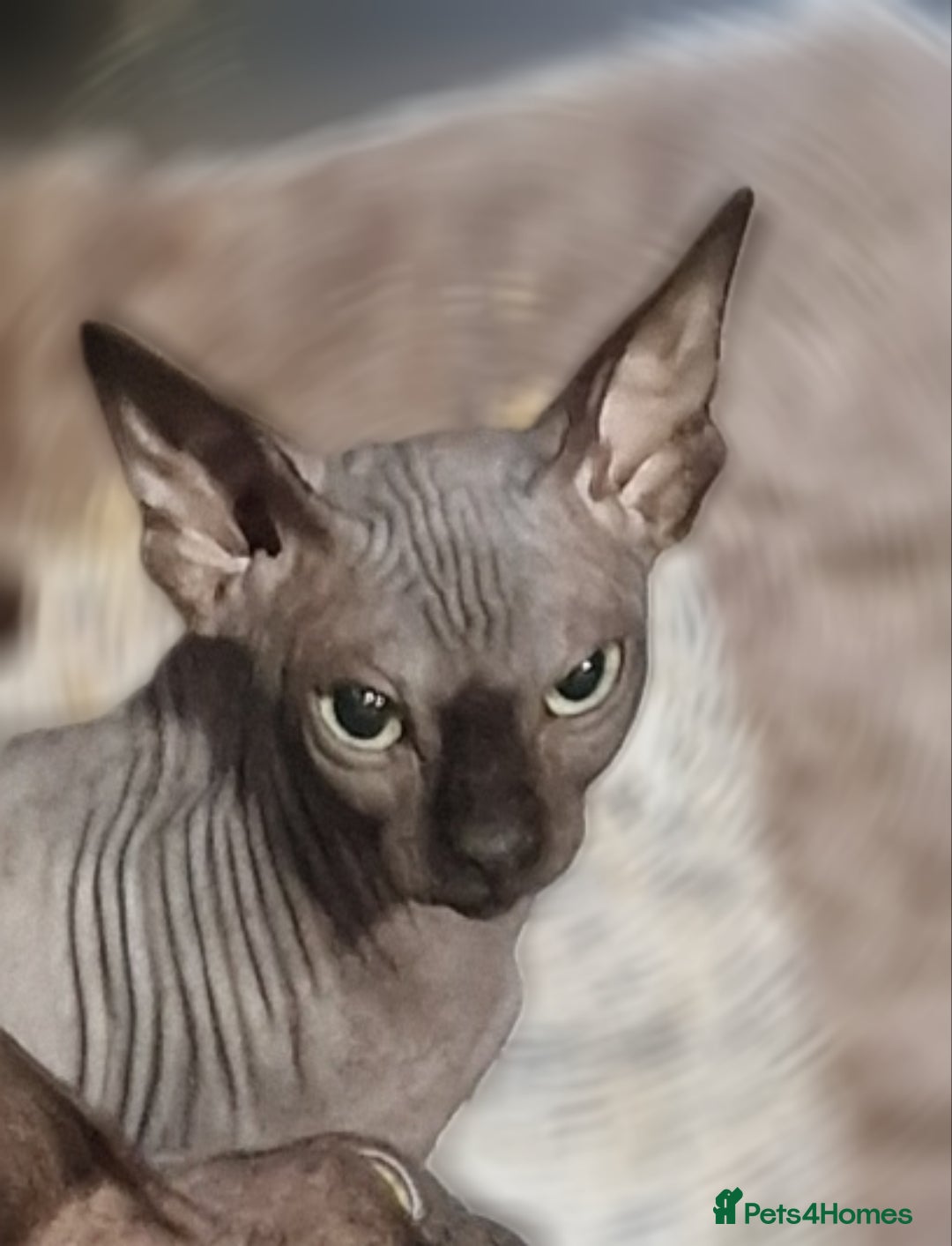 Sphynx cats for sale: Adult Canadian Sphynx for sale and Stud males  - Image 10