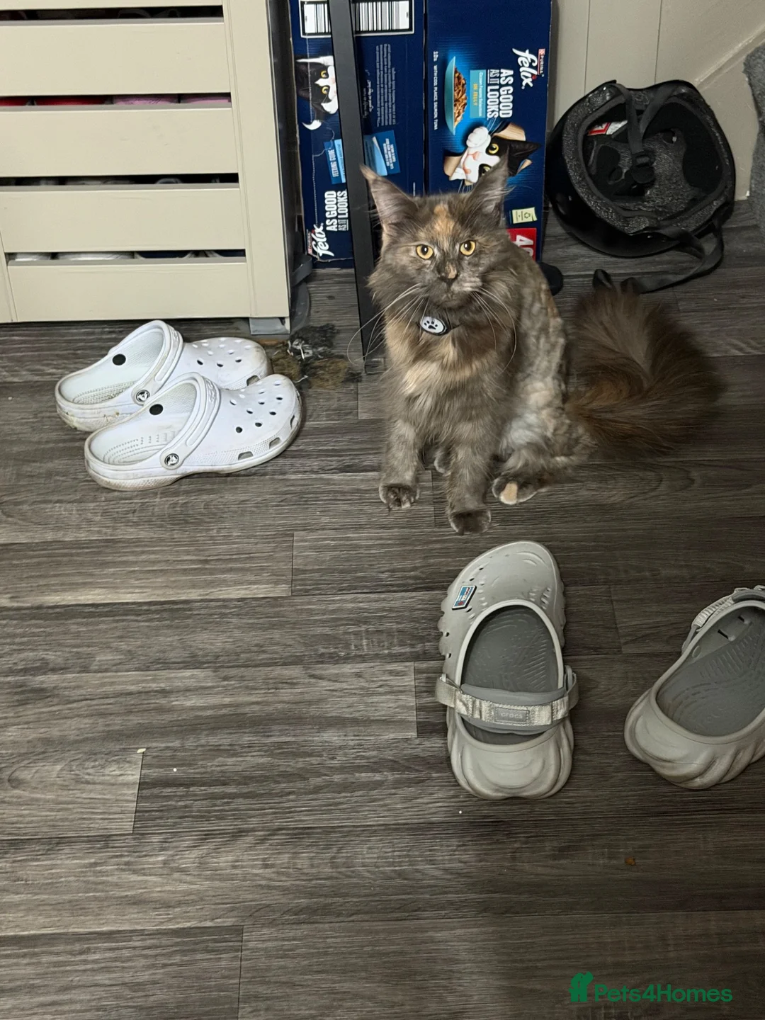 Maine Coon cats for sale: Beautiful Female Maine Coon - Advert 2
