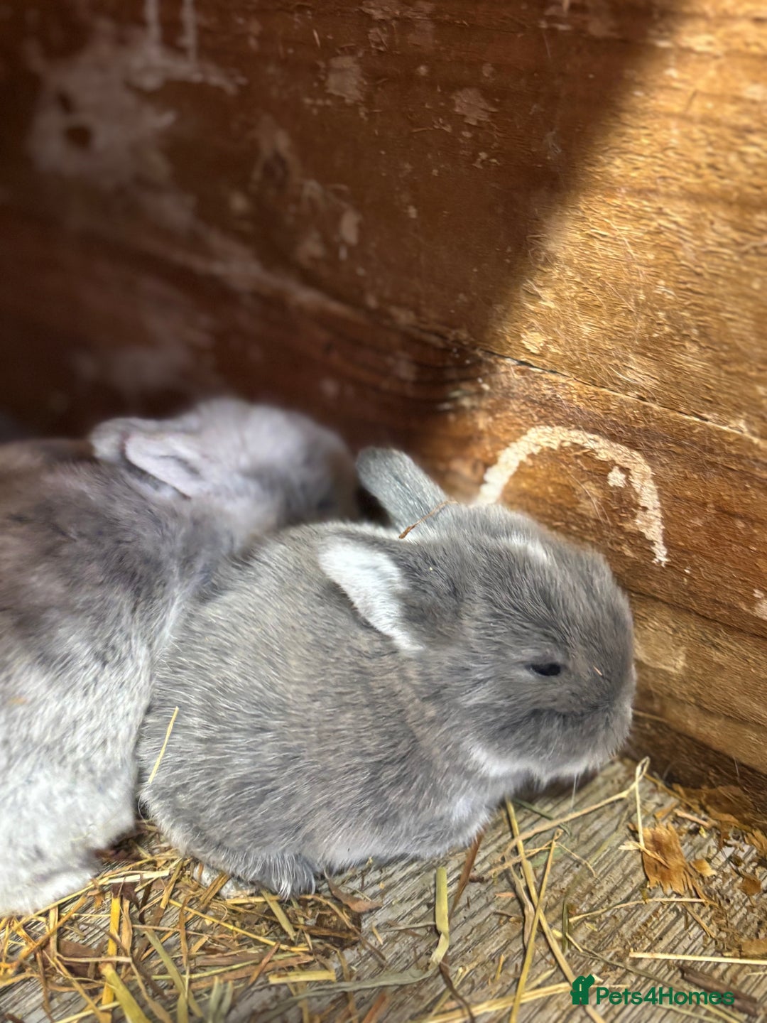 Mini Lop rabbits for sale: White & Grey Mini Lops - Advert 17