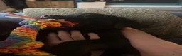 Mixed Breed dogs for sale: Rottweiler x Presa Canario - Advert 5