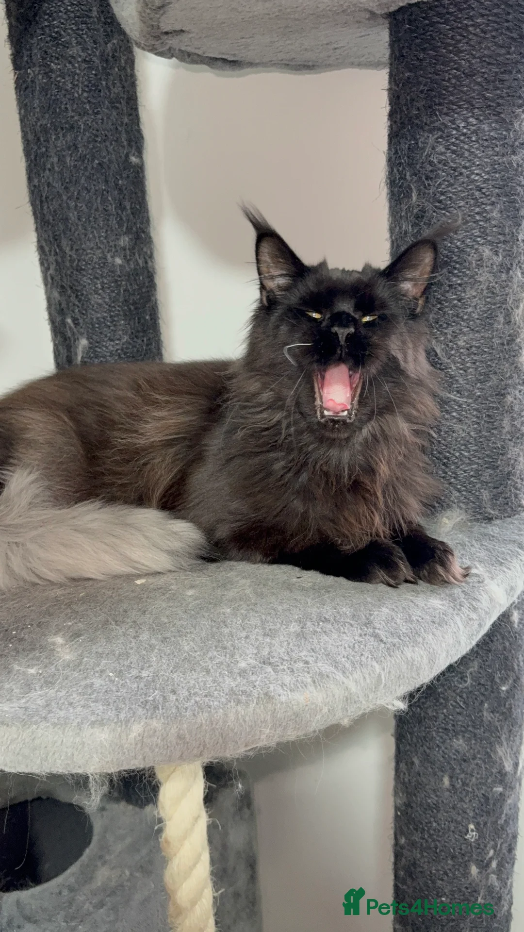 Maine Coon cats for sale: Tica registered black smoke female! - Advert 4