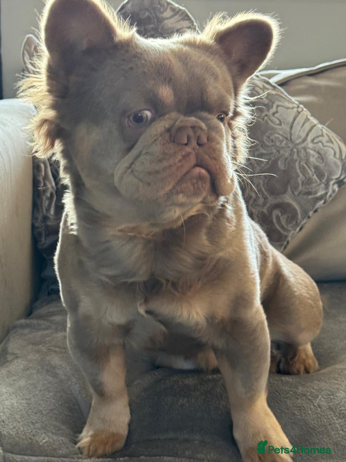 French Bulldog dogs NEW SHADE FLUFFY FRENCHBULL FOR STUD  - Advert 2