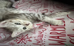 British Shorthair cats for sale: British Short Hair White Kittens  - Image 2