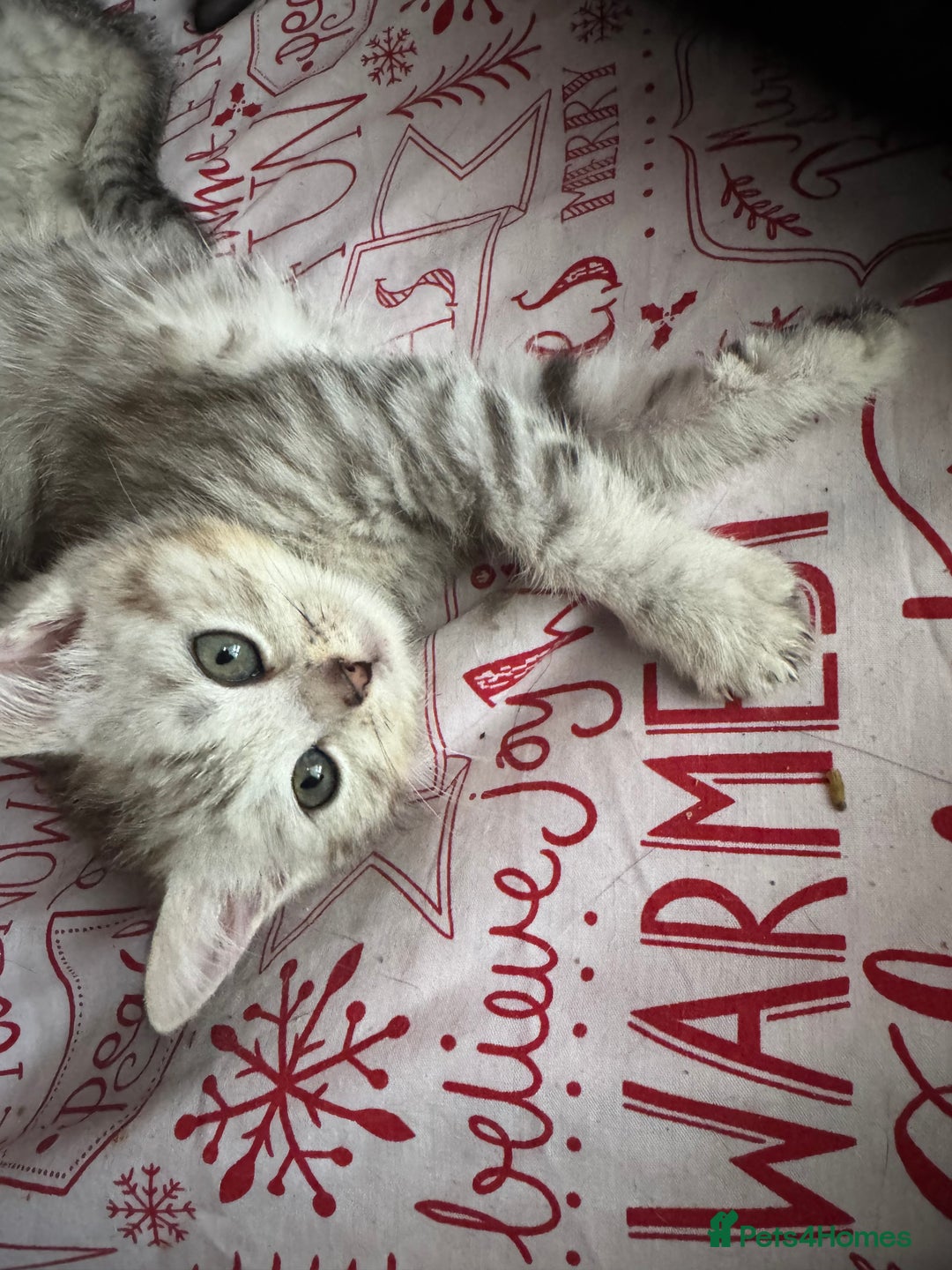 British Shorthair cats for sale: British Short Hair White Kittens  - Image 2