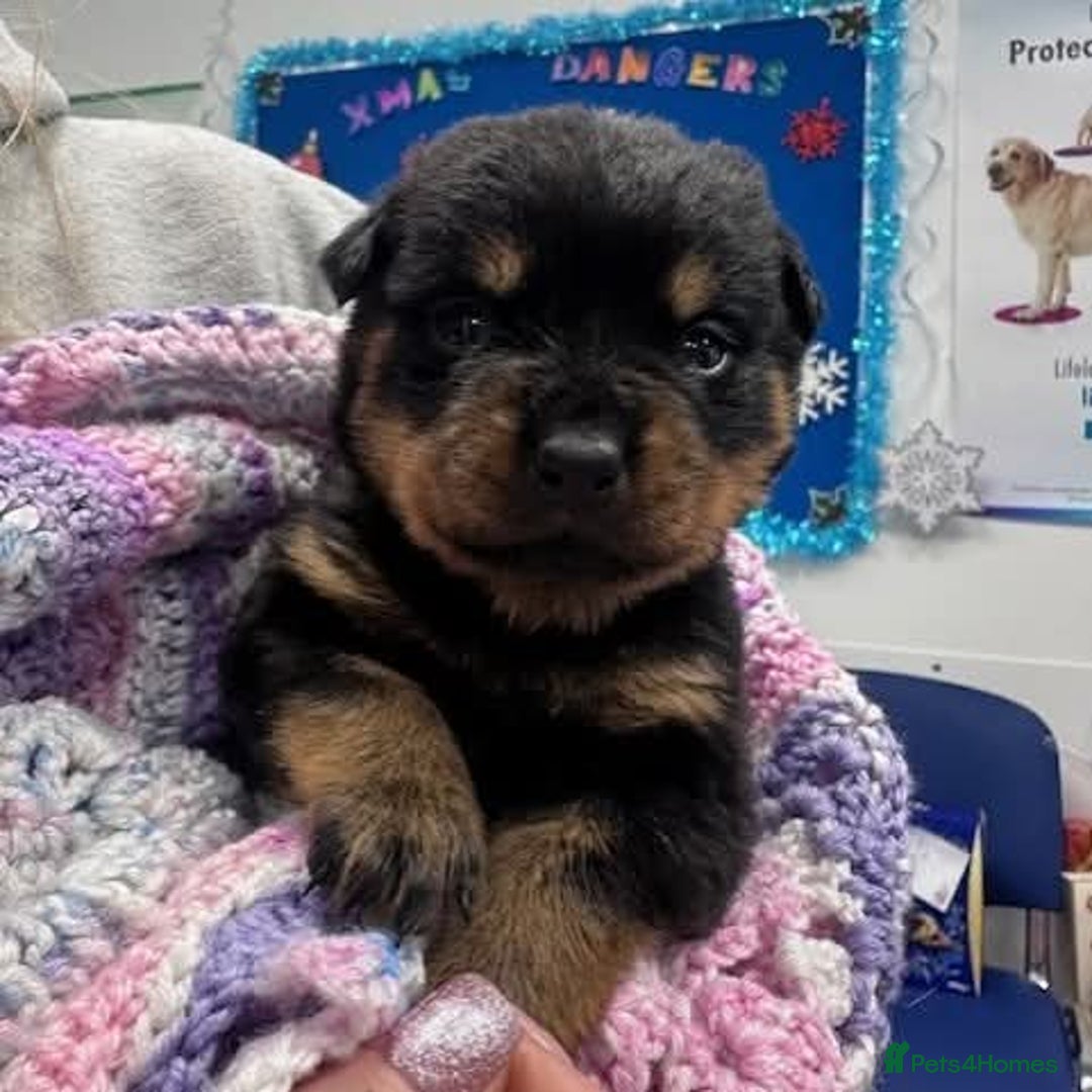 Rottweiler dogs for sale: Suberbly Bred KC Registered Rottweiler Puppies  - Advert 10