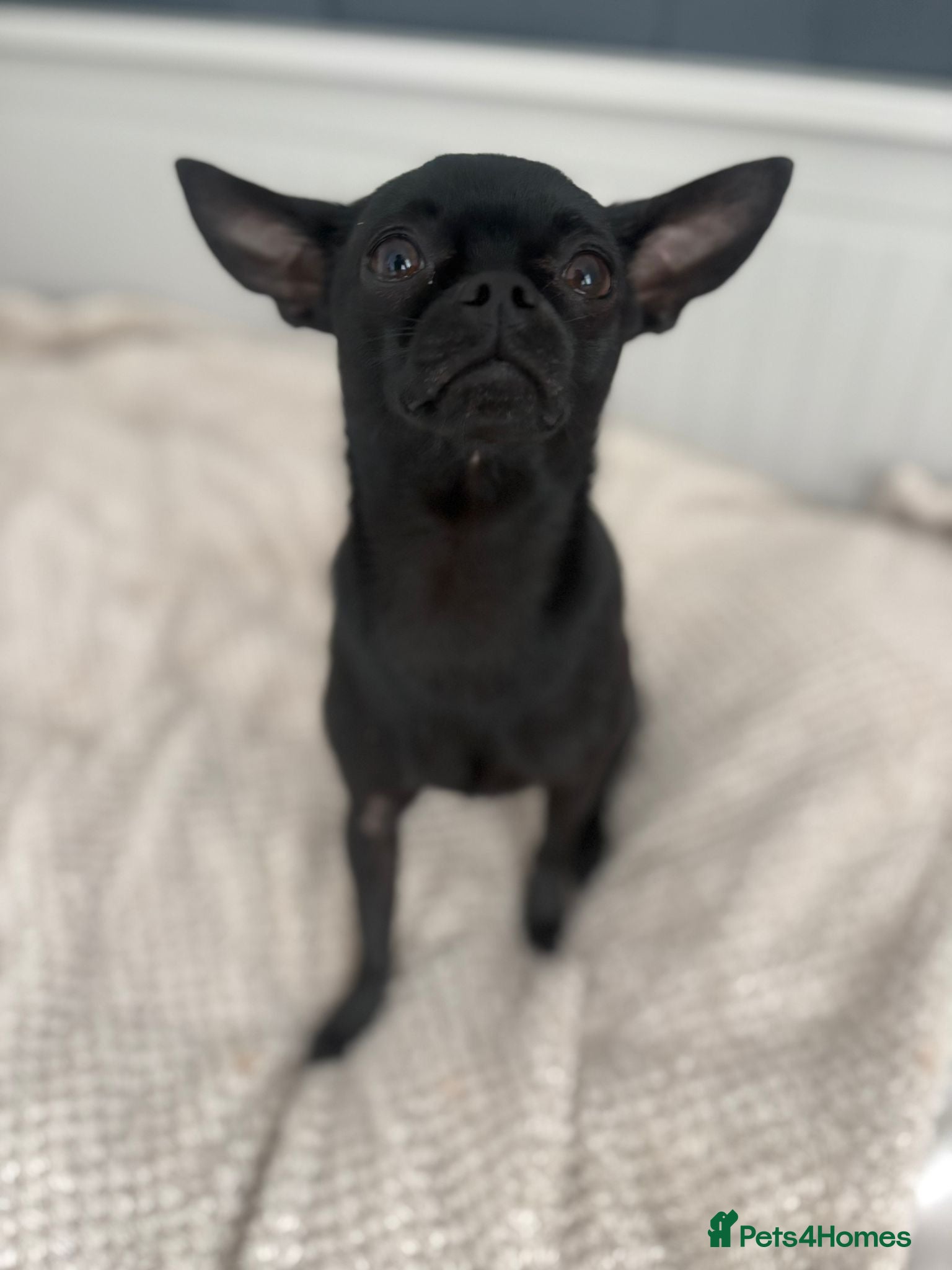 Chihuahua dogs Chihuahua for stud  - Advert 2