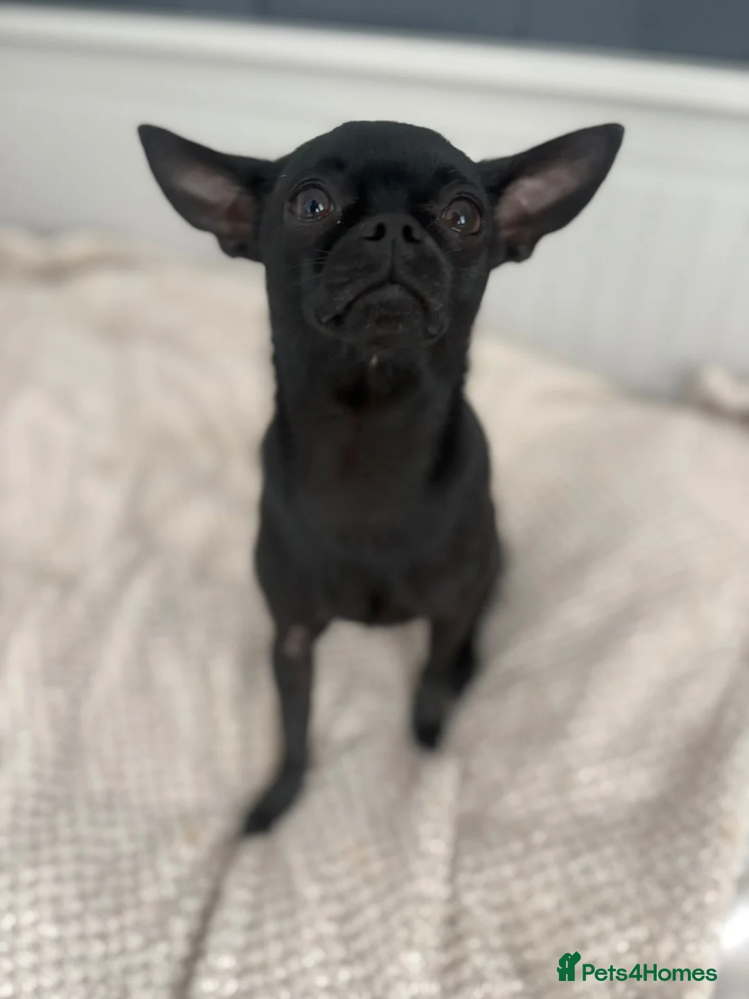 Chihuahua dogs for stud: Chihuahua for stud  - Advert 1