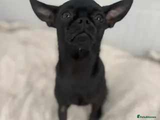 Chihuahua dogs Chihuahua for stud - Advert 2