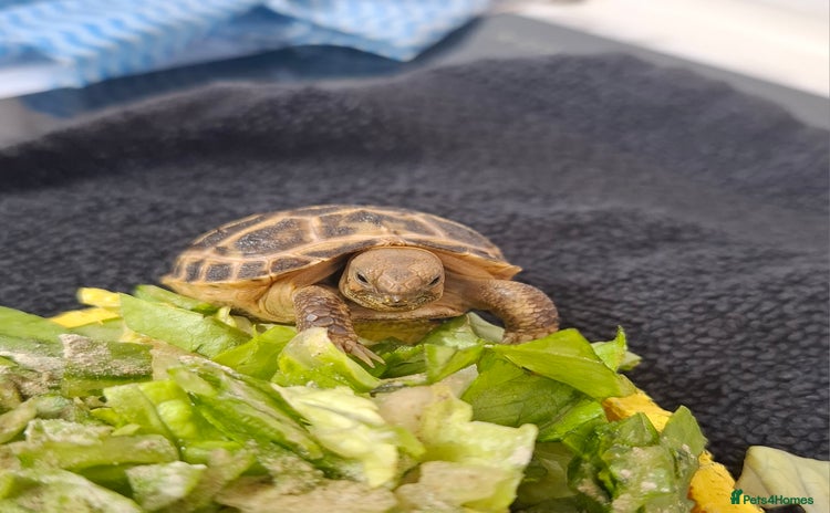 Tortoise reptiles - Advert 8
