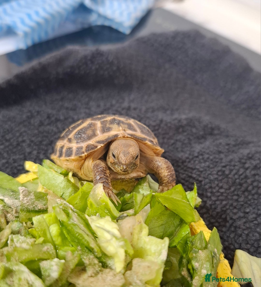 Tortoise reptiles for sale: Horsfield tortoise Shelby 7 weeks old - Image 1