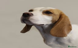 Beagle dogs for sale: Beautiful KC Reg Beagle Puppies - Image 4