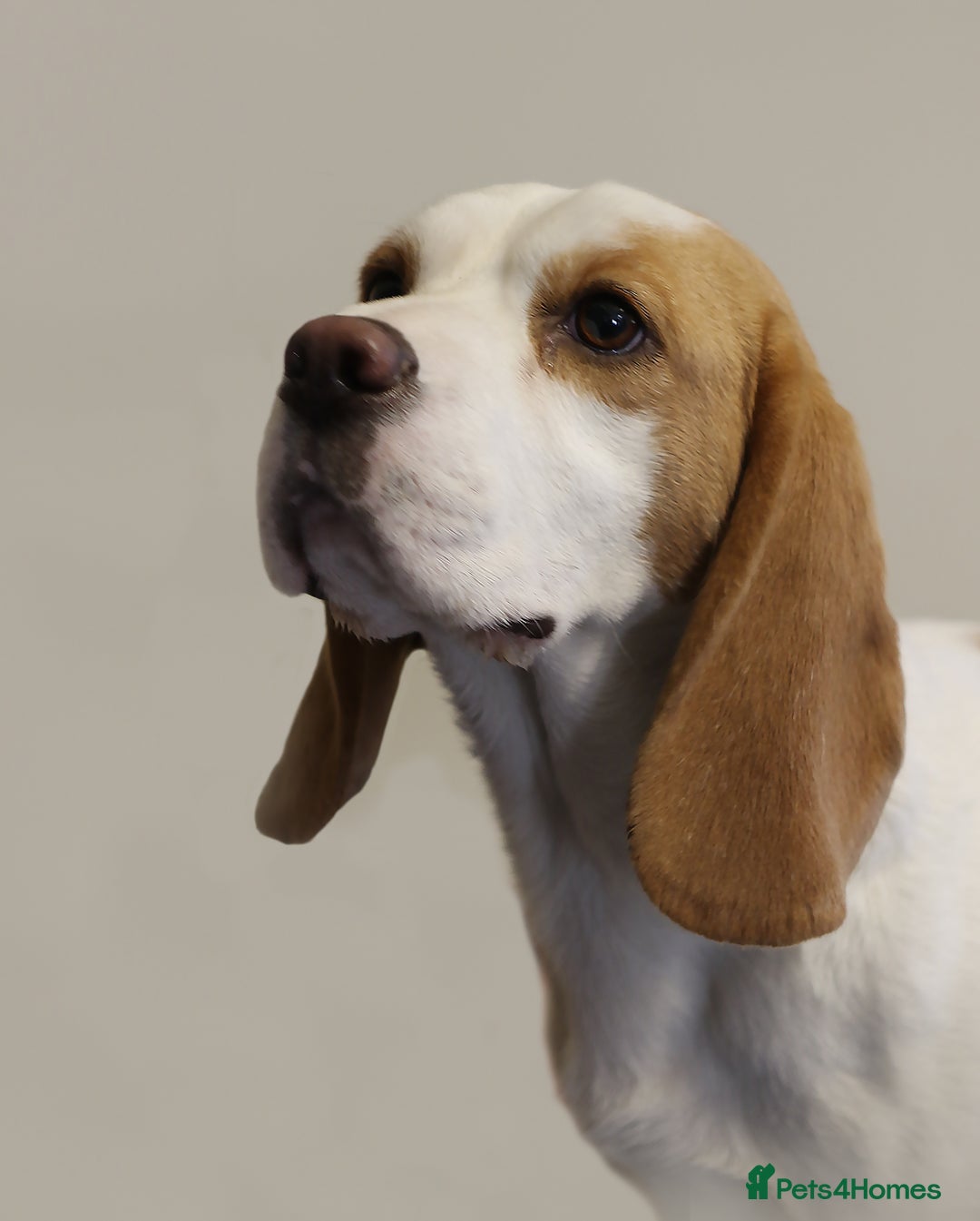 Beagle dogs for sale: Beautiful KC Reg Beagle Puppies - Image 4