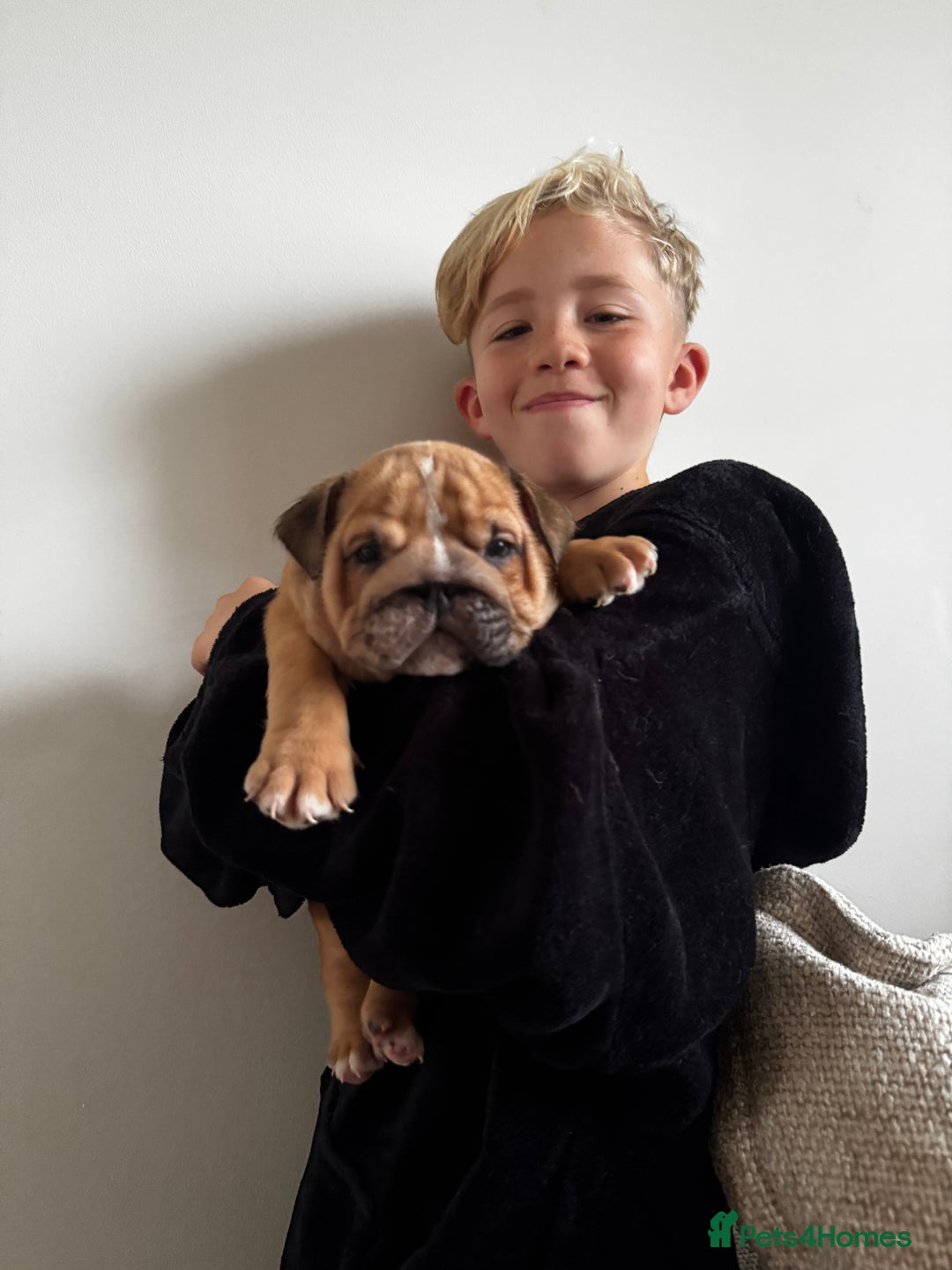 English Bulldog dogs for sale: Stunning litter of coloured Bulldogs home reared - Advert 15