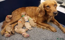 Cockapoo dogs for sale: 5* BREEDER F1 COCKAPOO PUPS - Image 8