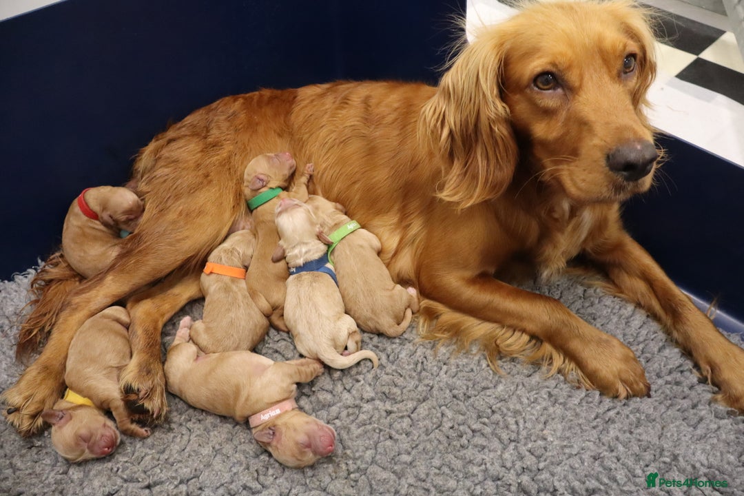 Cockapoo dogs for sale: 5* BREEDER F1 COCKAPOO PUPS - Image 8