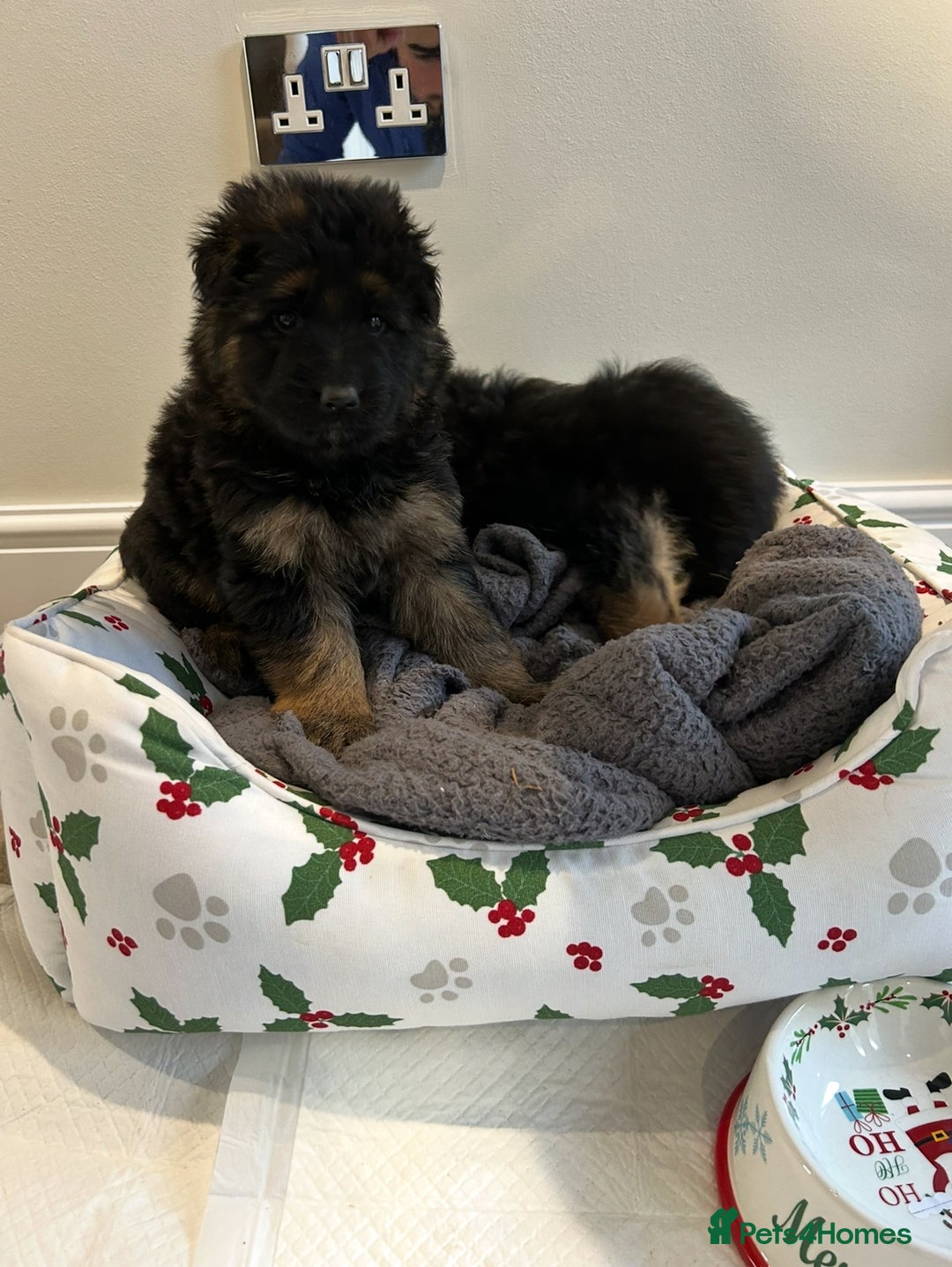 German Shepherd dogs for sale: Premium Pedigree GSD Puppies – Champion Bloodlines - Advert 13