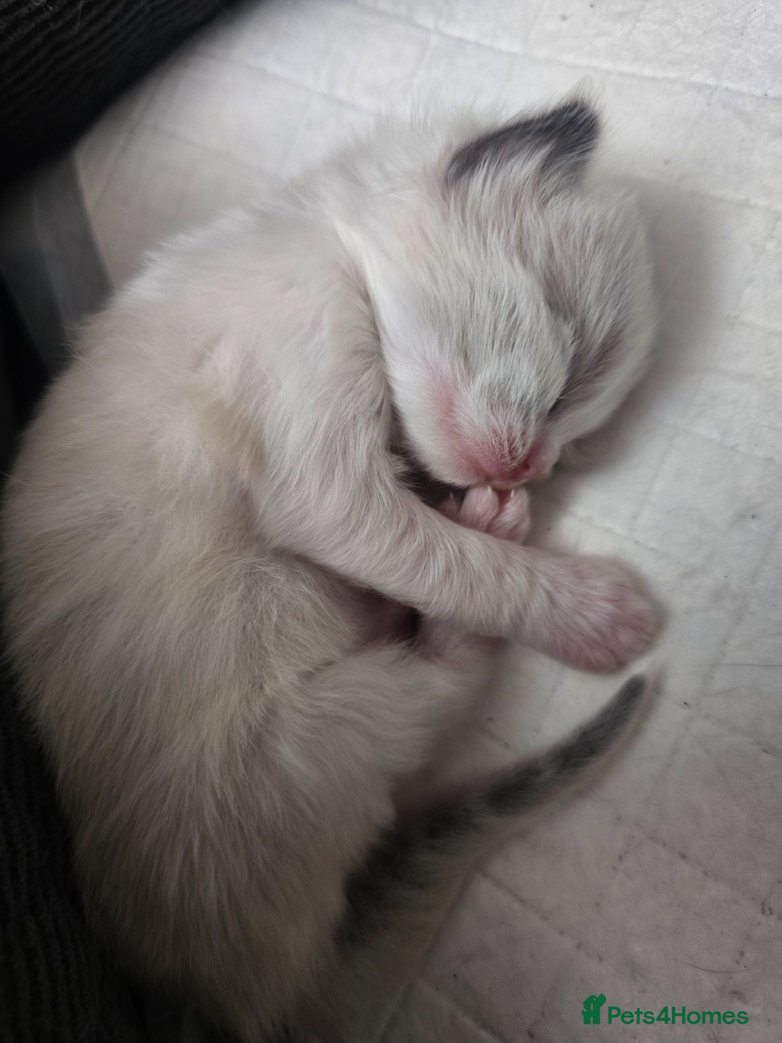 Ragdoll cats for sale: Sky kittens 😸 ♥️  - Advert 8