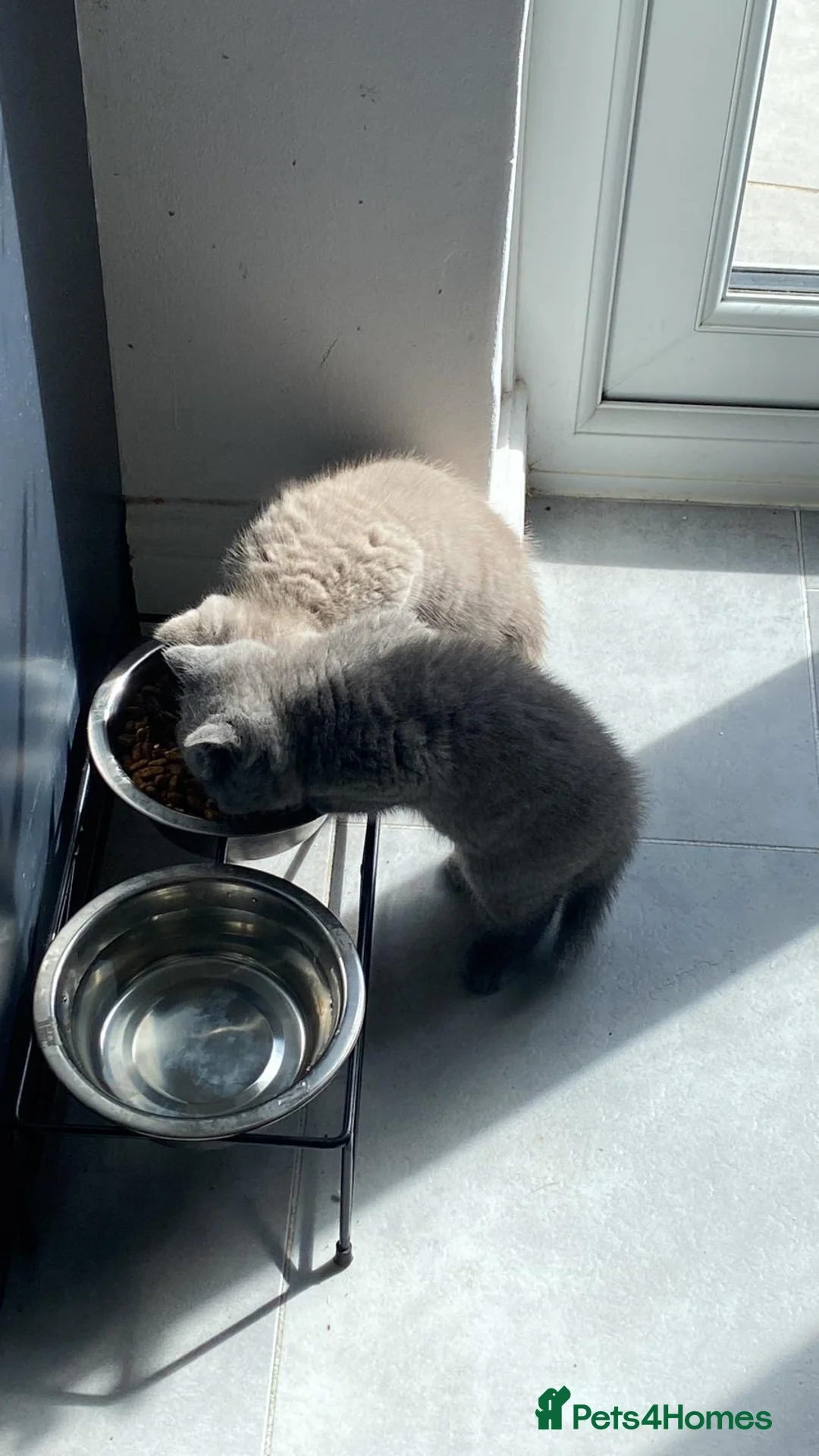 British Shorthair cats for sale: Chunky Pedigree British Shorthairs  in Northampton - Advert 2