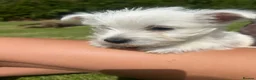 West Highland Terrier dogs for sale: West highland terrier  in Northallerton - Advert 15