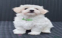 Maltese dogs for sale: Maltese Puppy KC Registred 9 weeks old London EN5 - Image 7