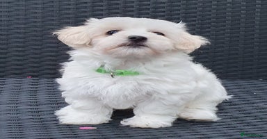 Maltese dogs - Advert 2