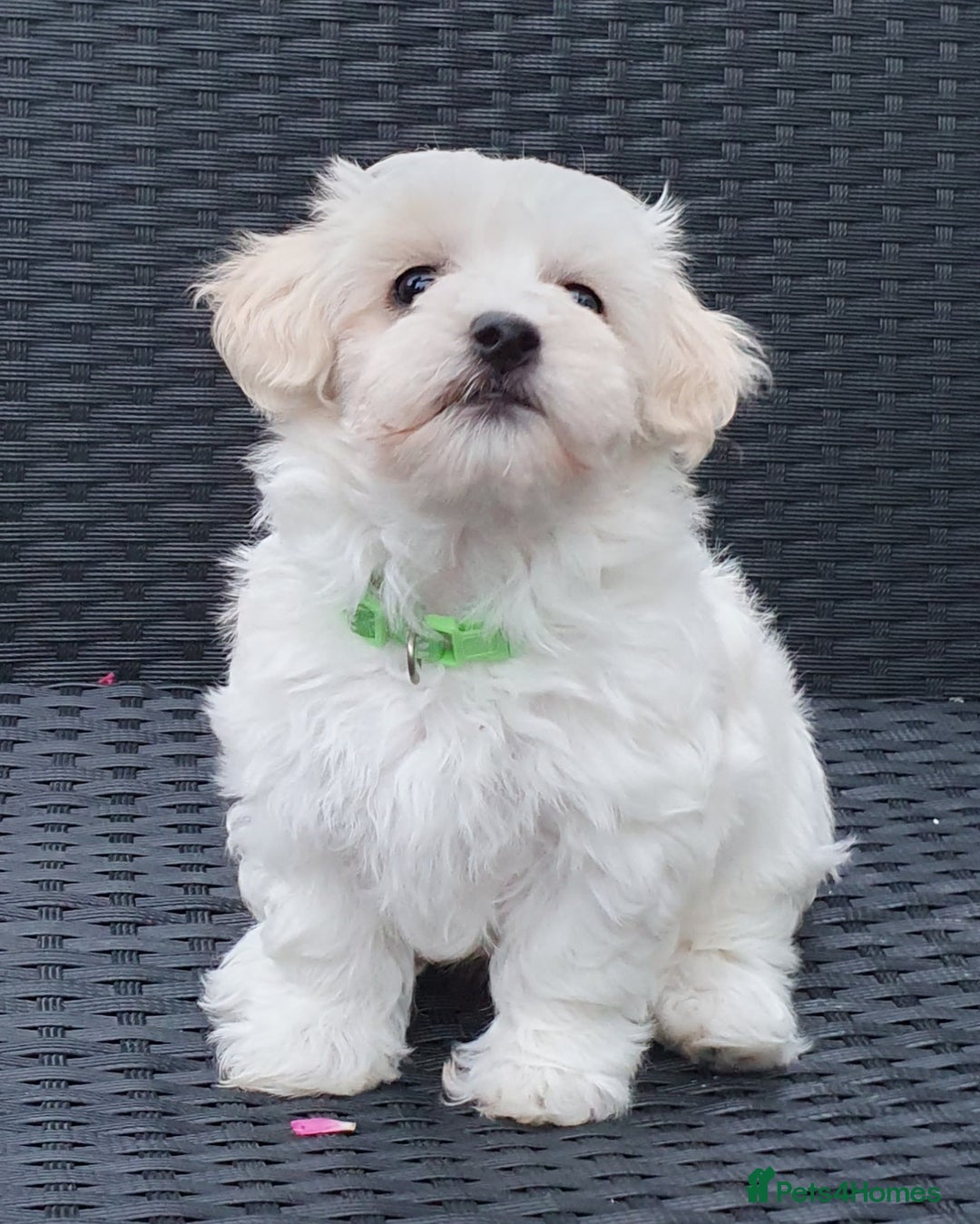 Maltese dogs for sale: Maltese Puppy KC Registred 9 weeks old London EN5 - Image 7