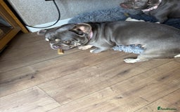 French Bulldog dogs for sale: Looking to Rehome My 2 French Bulldogs - Image 15