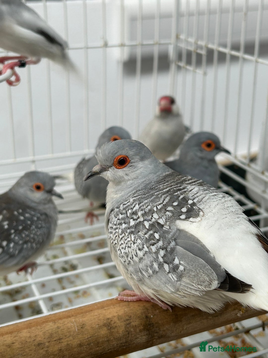 Finches birds for sale: Various Stunning Baby Finches  - Image 5