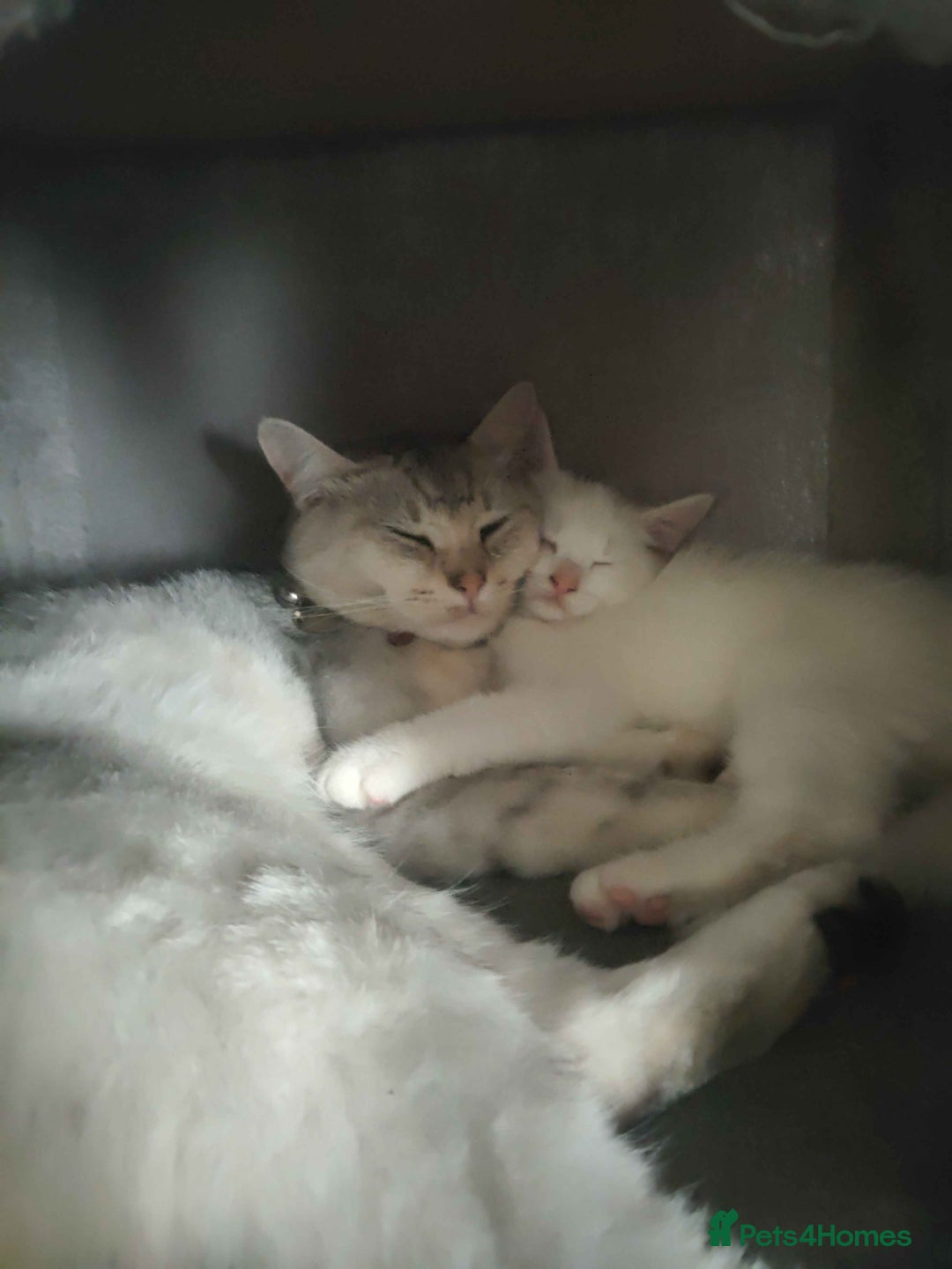 Khao Manee cats for sale: Charming White Fluffy Kittens - Image 14