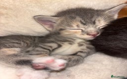 Scottish Fold cats for sale: Scottish Straight Kitten  - Image 2