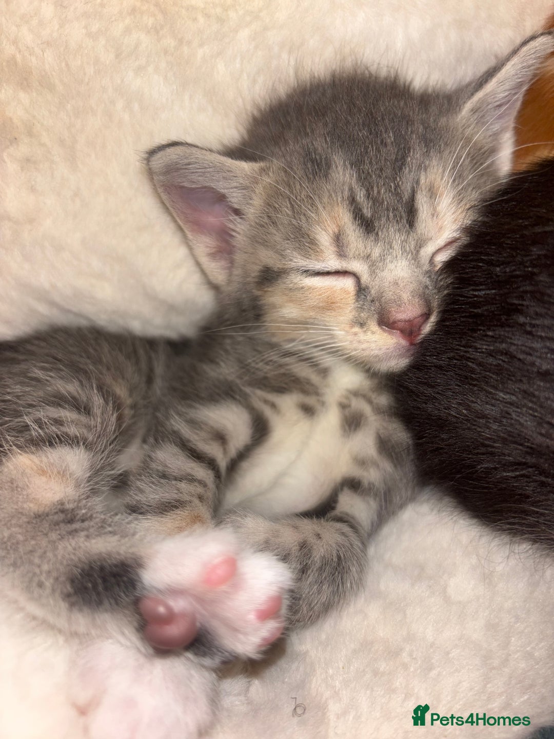 Scottish Fold cats for sale: Scottish Straight Kitten  - Image 2